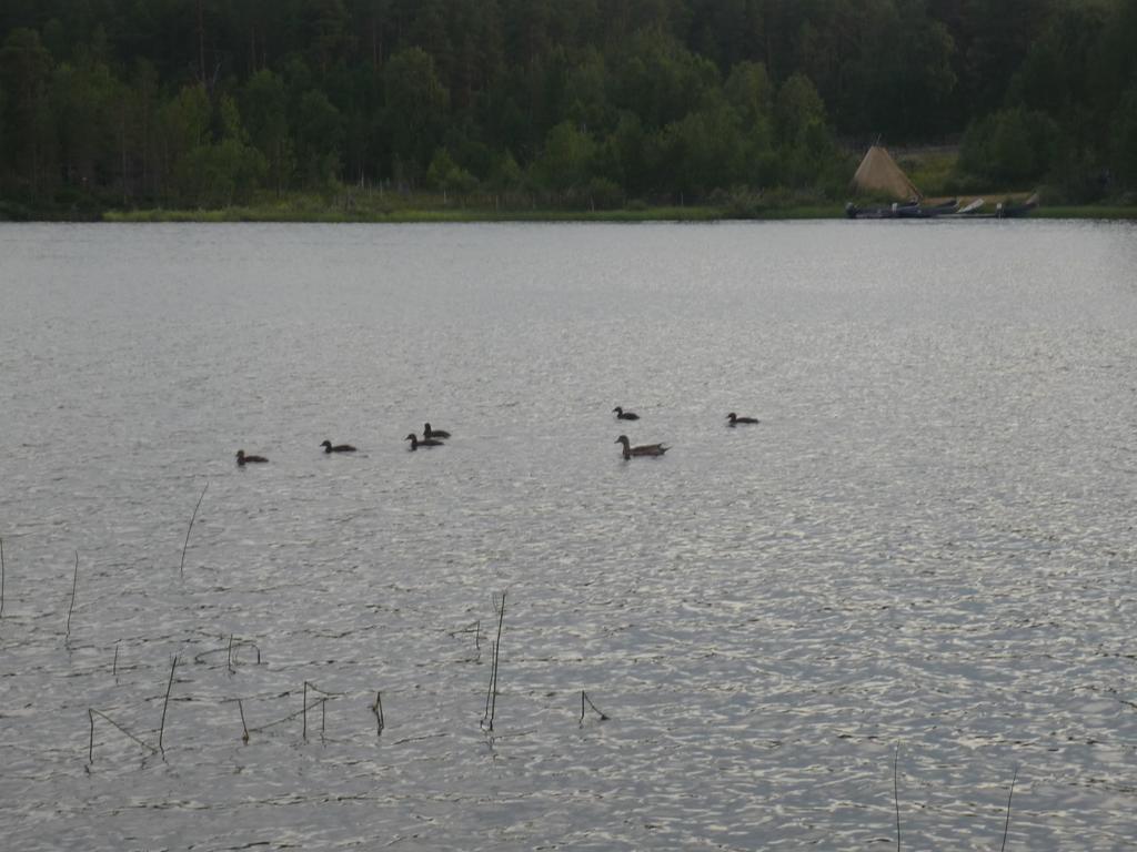 Lemmenjoen Lumo - Nature Experience & Accommodation Lemmenjoki Екстер'єр фото